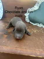 Ryan, a male Miniature Dachshund for sale in Brookhaven, MS – 1 of 1