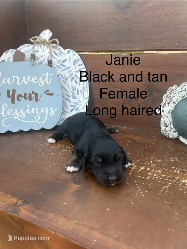 Janie – Miniature Dachshund puppy for sale in Brookhaven, MS