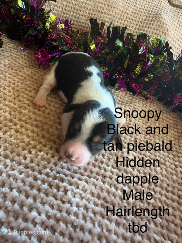 Snoopy – Miniature Dachshund puppy for sale in Brookhaven, MS