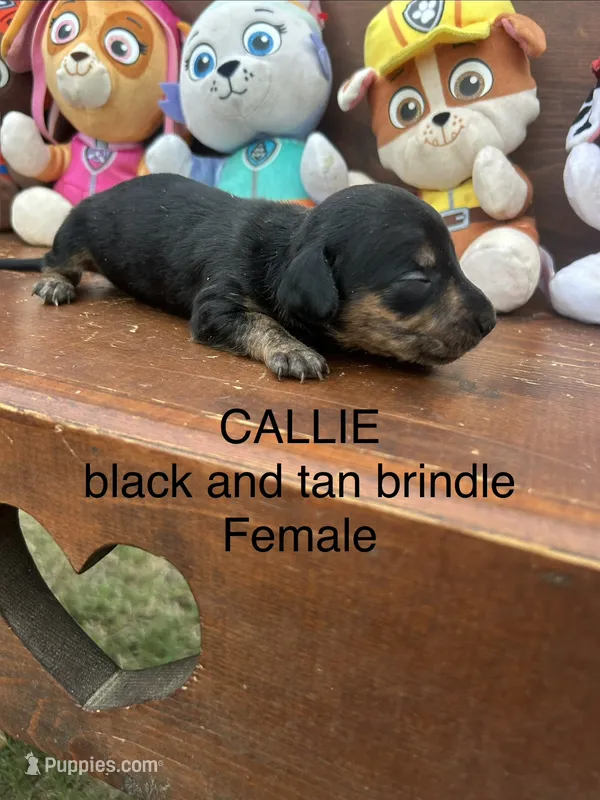 Callie – Miniature Dachshund puppy for sale in Brookhaven, MS