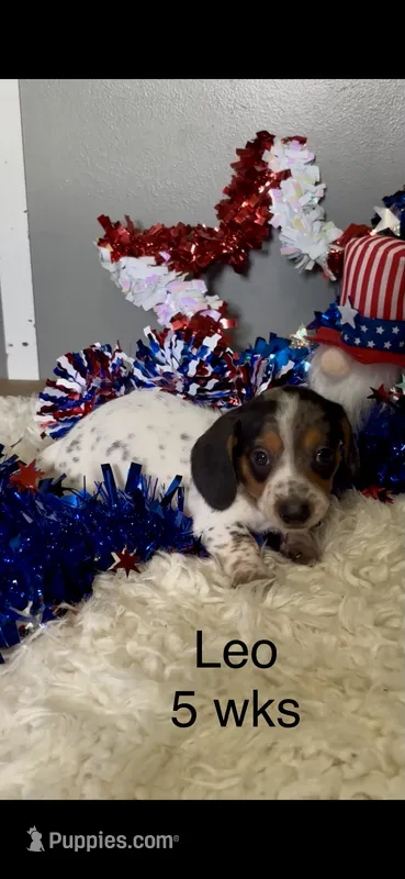 Leo – Miniature Dachshund puppy for sale in Brookhaven, MS