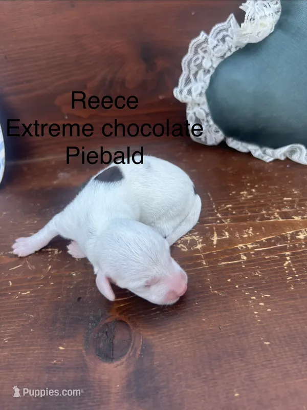 Reece – Miniature Dachshund puppy for sale in Brookhaven, MS