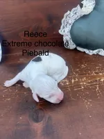 Reece, a male Miniature Dachshund for sale in Brookhaven, MS – 1 of 1