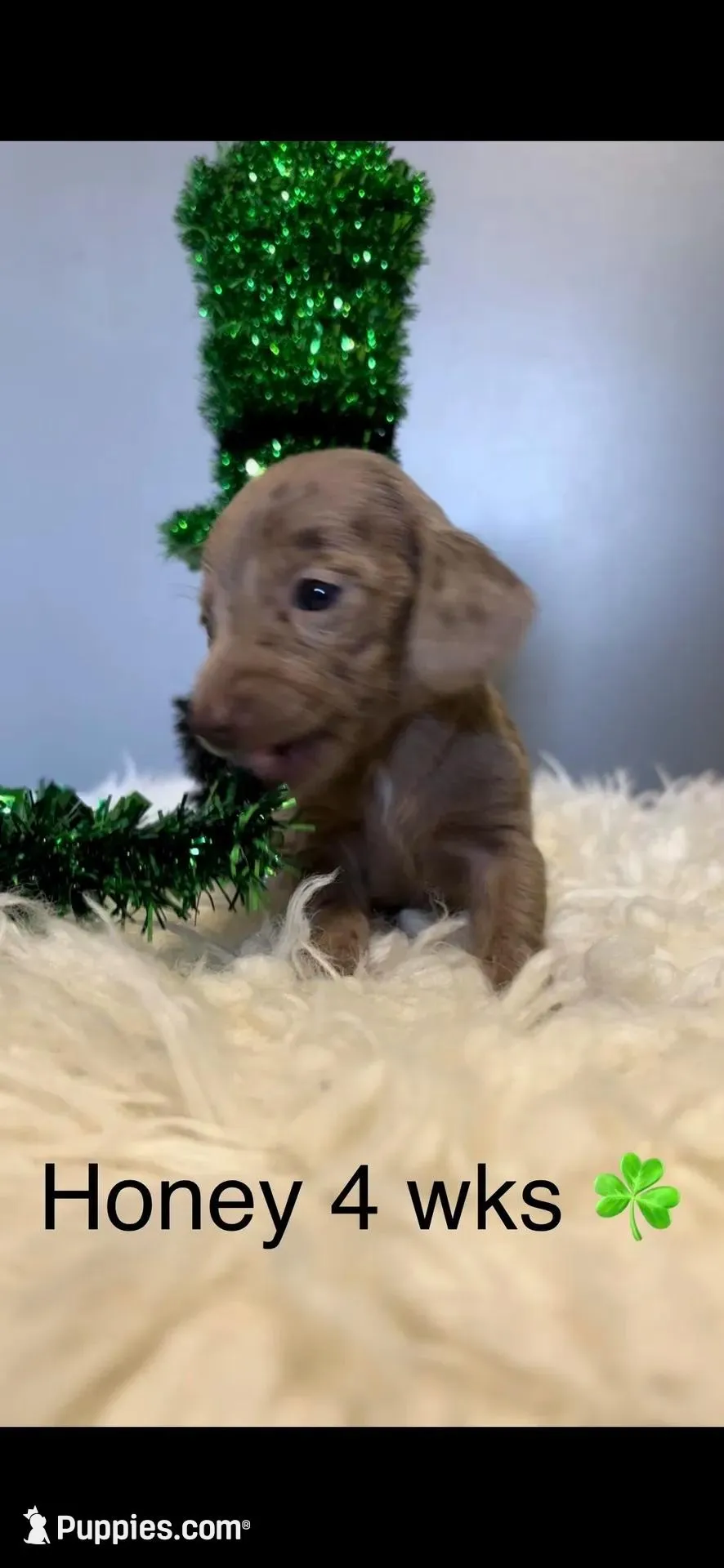 Honey – Miniature Dachshund puppy on hold in Brookhaven, MS