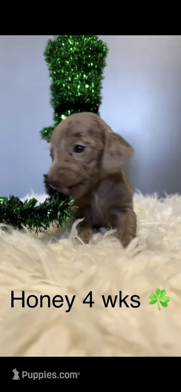 Honey – Miniature Dachshund puppy for sale in Brookhaven, MS