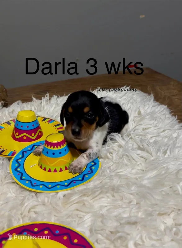 Darla – Miniature Dachshund puppy for sale in Brookhaven, MS