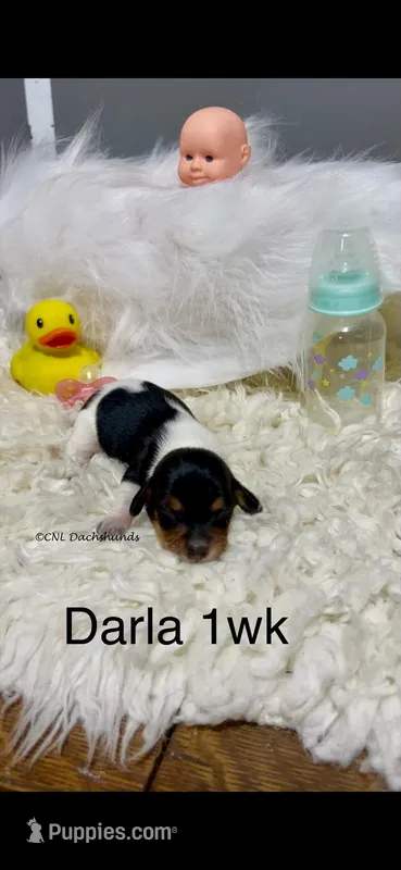 Darla – Miniature Dachshund puppy for sale in Brookhaven, MS