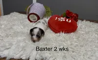 Baxter, a male Miniature Dachshund for sale in Brookhaven, MS – Photo 1 of 2