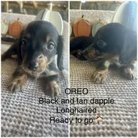 Oreo, a male Miniature Dachshund for sale in Brookhaven, MS – 1 of 7