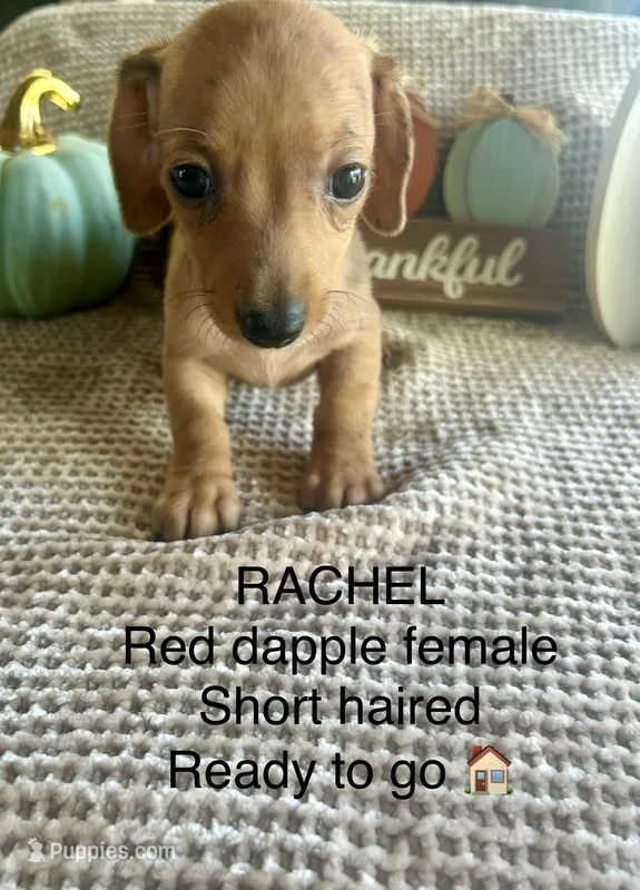 Rachel  – Miniature Dachshund puppy for sale in Brookhaven, MS