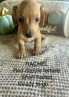 Rachel , a female Miniature Dachshund for sale in Brookhaven, MS – 1 of 7