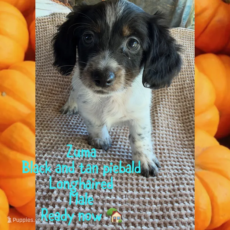 Zuma – Miniature Dachshund puppy for sale in Brookhaven, MS