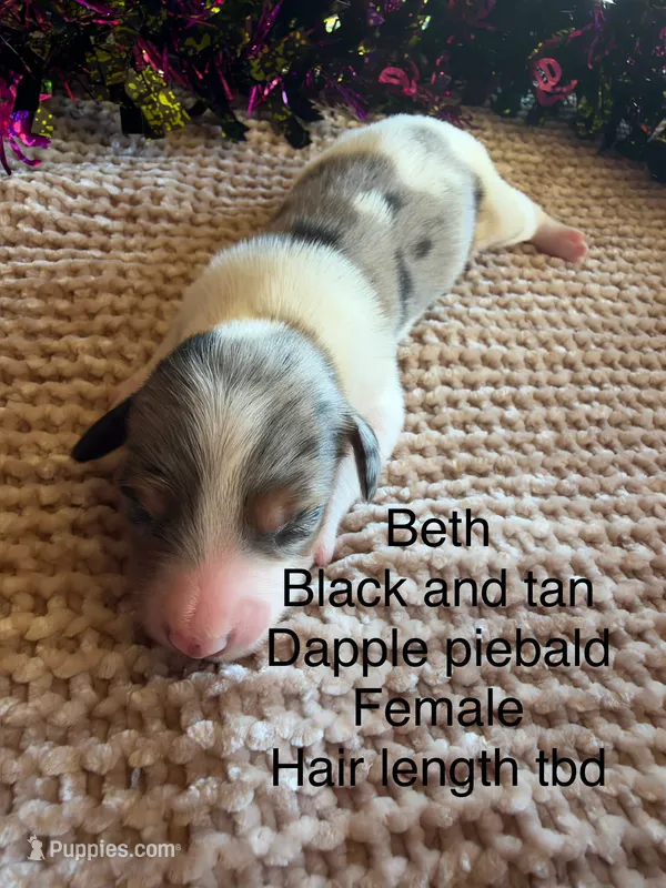 Beth – Miniature Dachshund puppy for sale in Brookhaven, MS
