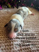 Beth, a female Miniature Dachshund for sale in Brookhaven, MS – 1 of 1