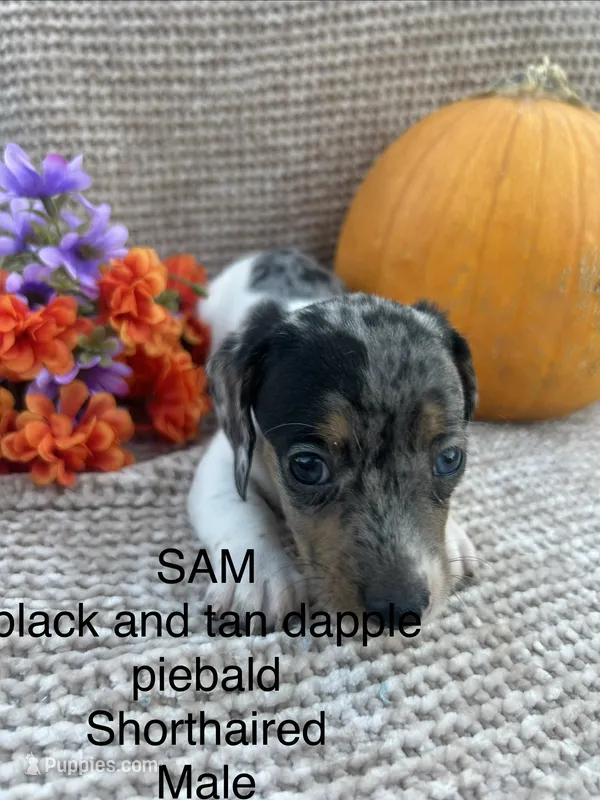 Sam – Miniature Dachshund puppy for sale in Brookhaven, MS