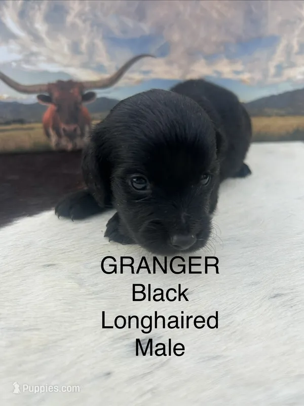 Granger  – Miniature Dachshund puppy for sale in Brookhaven, MS