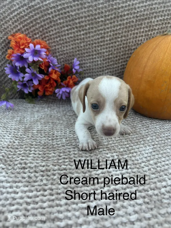 William – Miniature Dachshund puppy for sale in Brookhaven, MS
