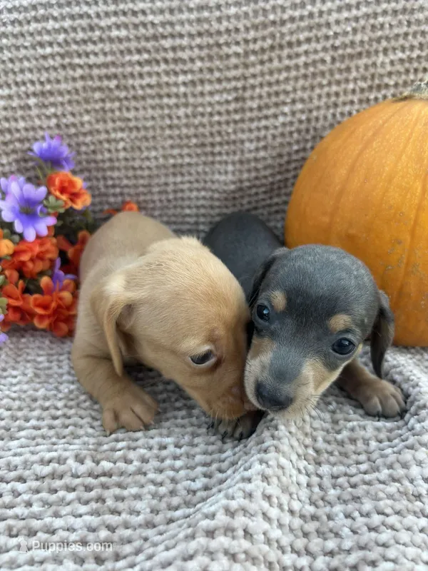 Bella – Miniature Dachshund puppy for sale in Brookhaven, MS