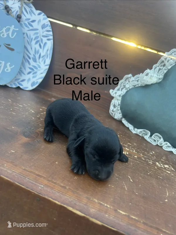 Garret – Miniature Dachshund puppy for sale in Brookhaven, MS