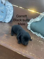 Garret, a male Miniature Dachshund for sale in Brookhaven, MS – 1 of 1