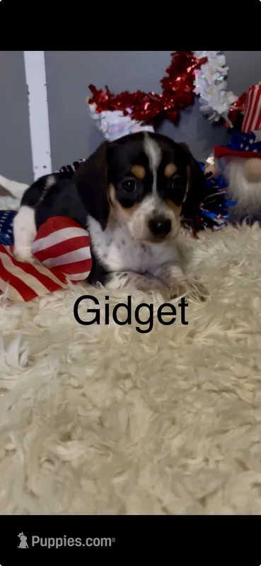 Gidget – Miniature Dachshund puppy for sale in Brookhaven, MS