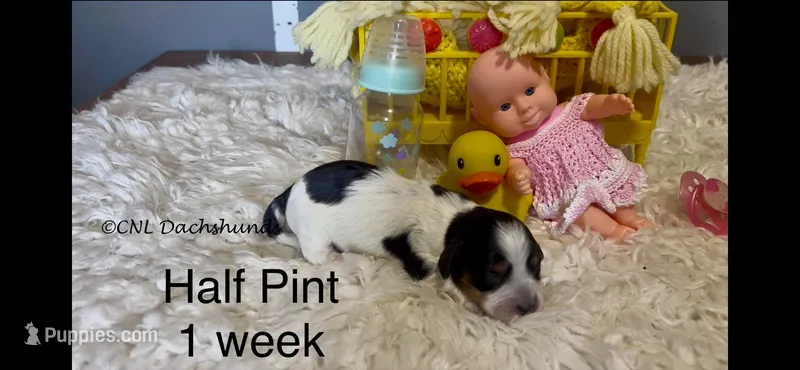 Half Pint – Miniature Dachshund puppy for sale in Brookhaven, MS