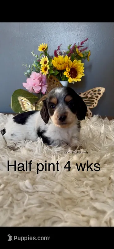 Half Pint – Miniature Dachshund puppy for sale in Brookhaven, MS
