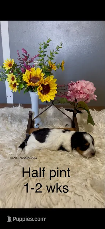 Half Pint – Miniature Dachshund puppy for sale in Brookhaven, MS