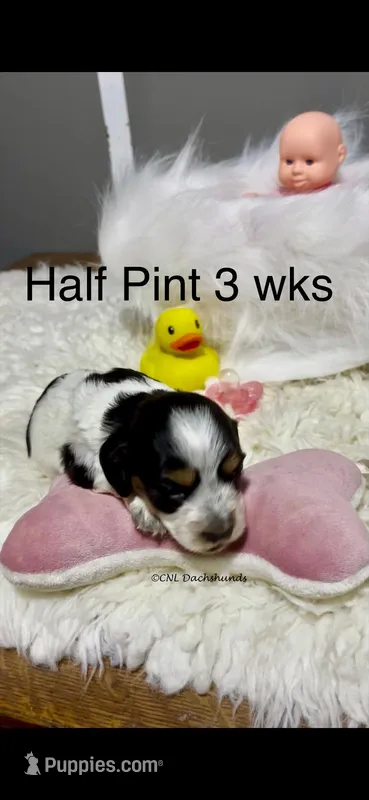 Half Pint – Miniature Dachshund puppy for sale in Brookhaven, MS