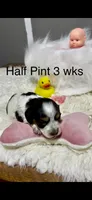 Half Pint, a male Miniature Dachshund for sale in Brookhaven, MS – Photo 1 of 3