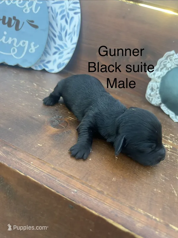 Gunner – Miniature Dachshund puppy for sale in Brookhaven, MS