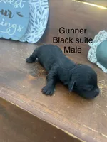 Gunner, a male Miniature Dachshund for sale in Brookhaven, MS – 1 of 1