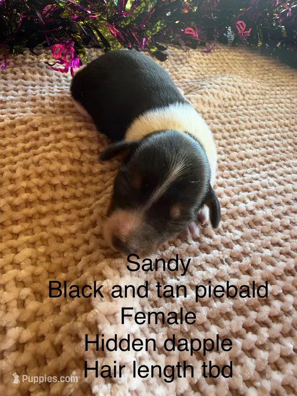 Sandy – Miniature Dachshund puppy for sale in Brookhaven, MS
