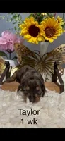 Taylor, a female Miniature Dachshund for sale in Brookhaven, MS – 1 of 1