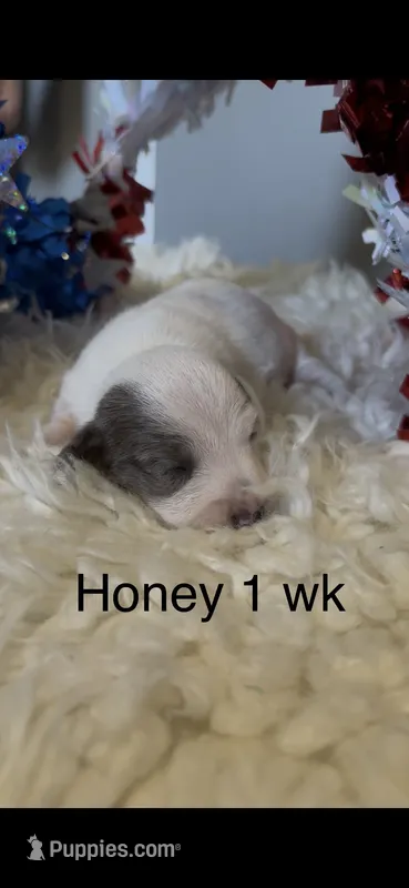Honey – Miniature Dachshund puppy for sale in Brookhaven, MS