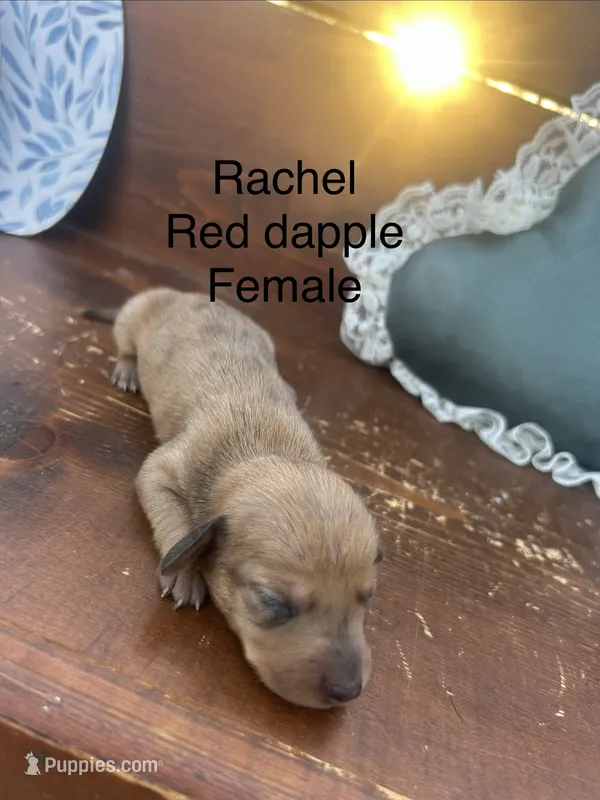 Rachel  – Miniature Dachshund puppy for sale in Brookhaven, MS