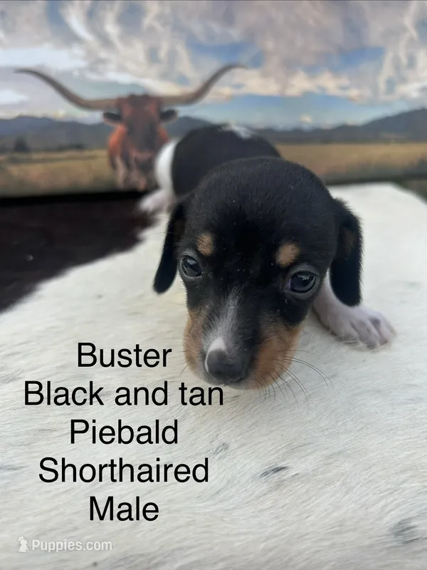 Buster – Miniature Dachshund puppy for sale in Brookhaven, MS