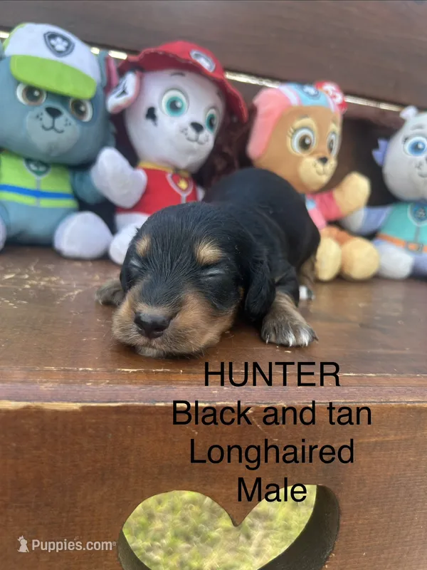 Hunter – Miniature Dachshund puppy for sale in Brookhaven, MS