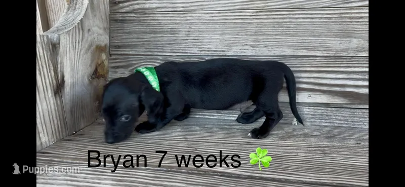 Bryan – Miniature Dachshund puppy for sale in Brookhaven, MS