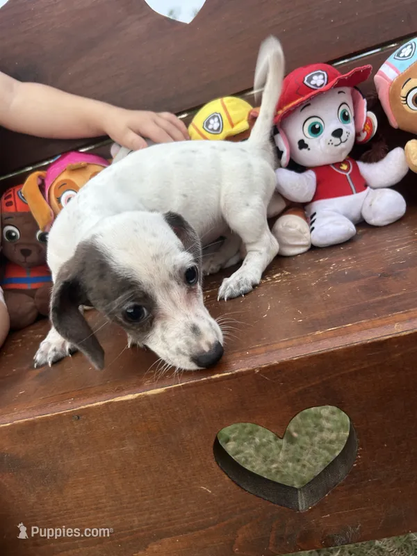 Honey – Miniature Dachshund puppy for sale in Brookhaven, MS