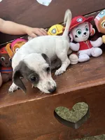 Honey, a female Miniature Dachshund for sale in Brookhaven, MS – 1 of 10