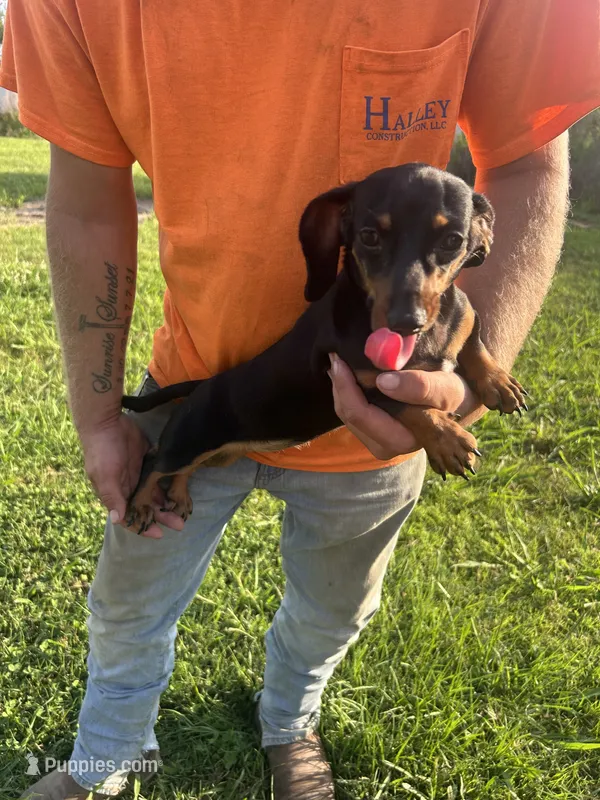 Dixie – Miniature Dachshund puppy for sale in Brookhaven, MS