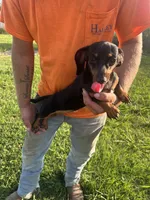 Dixie, a female Miniature Dachshund for sale in Brookhaven, MS – 1 of 2
