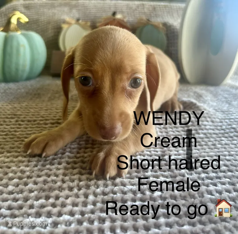Wendy – Miniature Dachshund puppy for sale in Brookhaven, MS