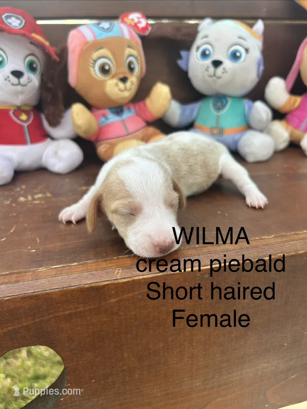 Wilma – Miniature Dachshund puppy for sale in Brookhaven, MS