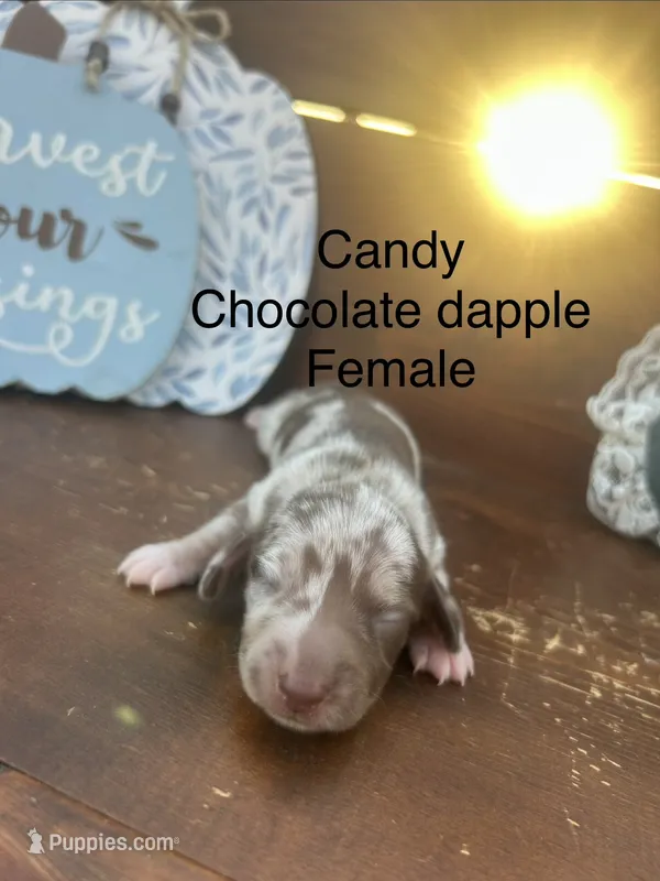 Candy – Miniature Dachshund puppy for sale in Brookhaven, MS