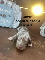 Candy, a female Miniature Dachshund for sale in Brookhaven, MS – 1 of 1
