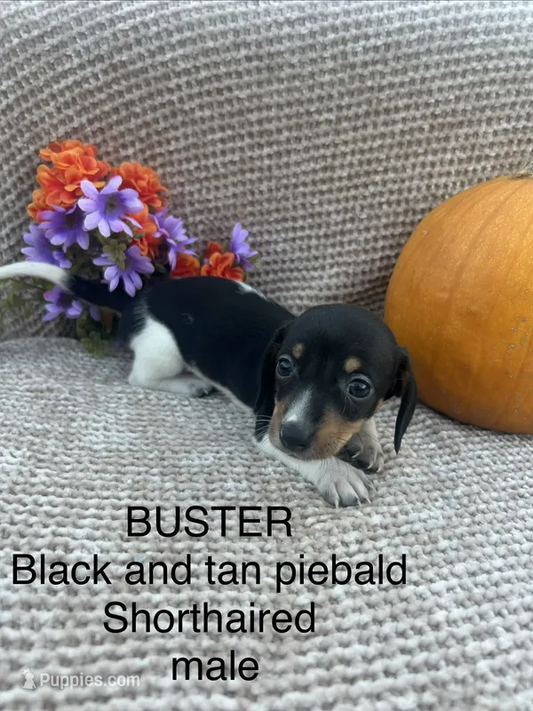 Buster – Miniature Dachshund puppy for sale in Brookhaven, MS