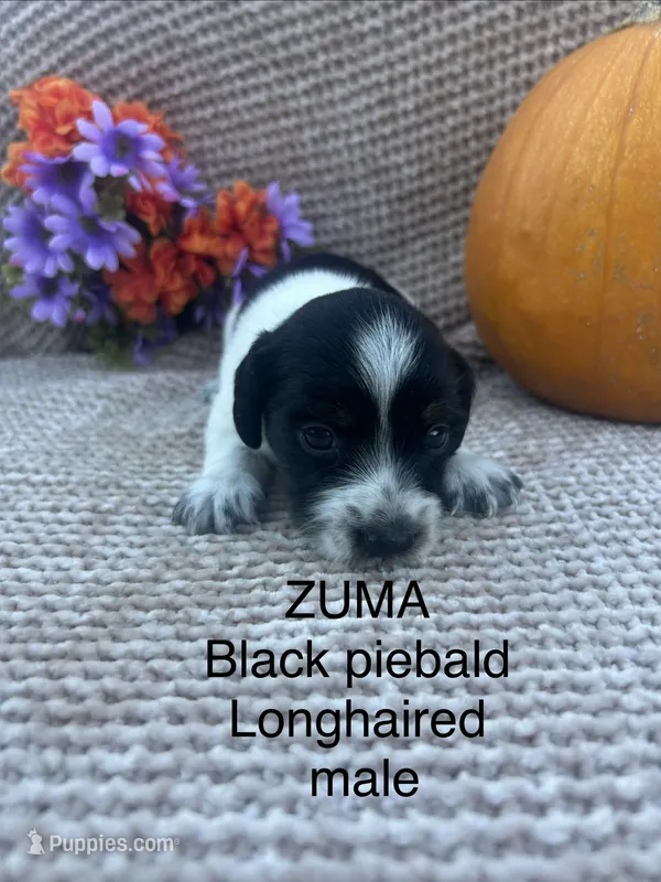 Zuma – Miniature Dachshund puppy for sale in Brookhaven, MS