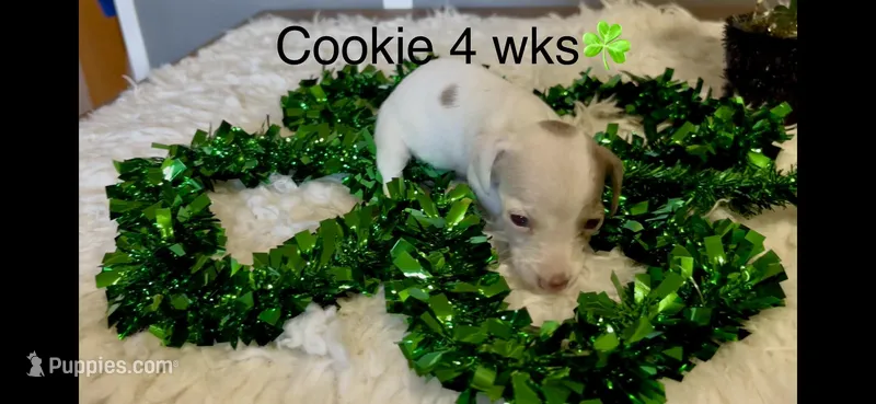 Cookie – Miniature Dachshund puppy for sale in Brookhaven, MS